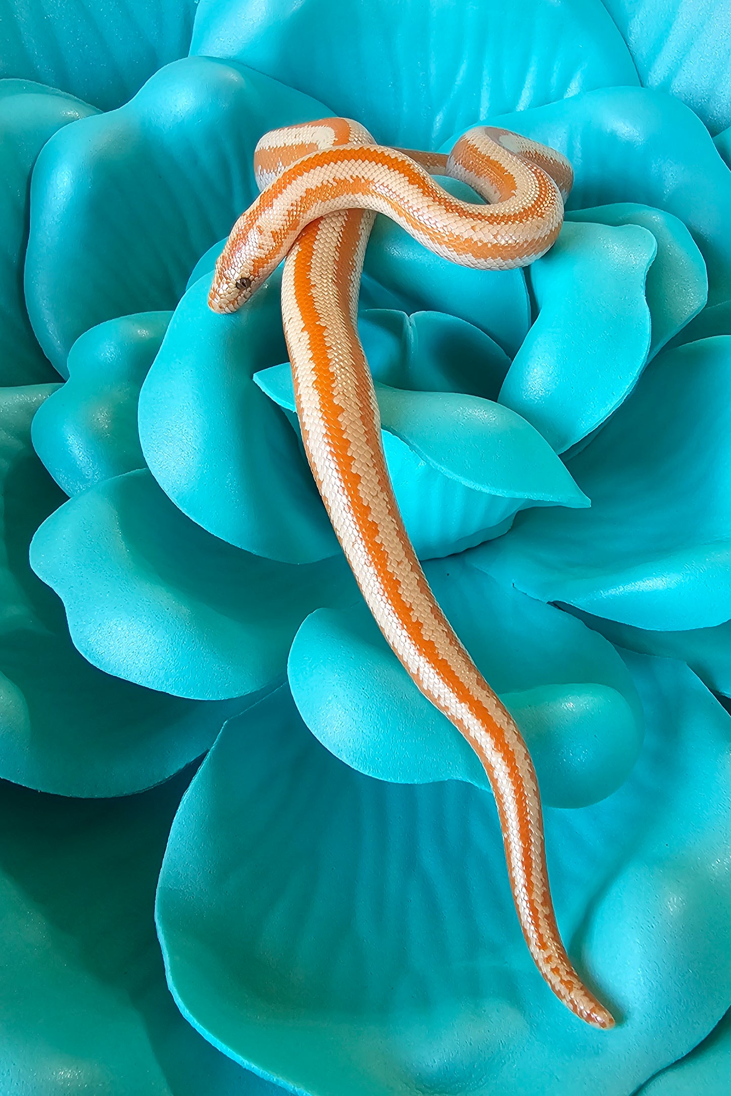 Whitewater Albino X Rosy Boa _ Crawley