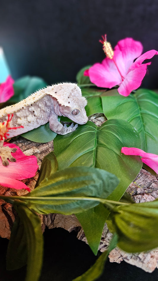 Potsticker Extreme Harlequin Crested Gekco