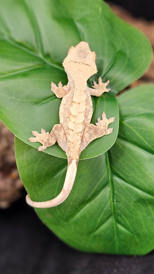 Harlequin Crested Gecko _ Luna