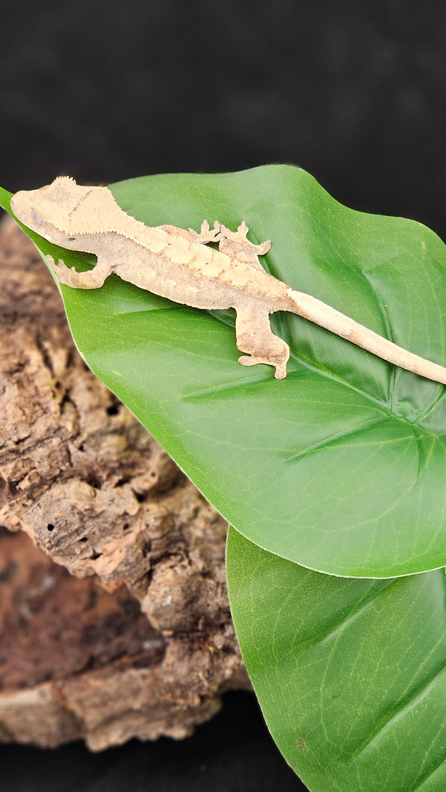 Harlequin Crested Gecko _ Luna