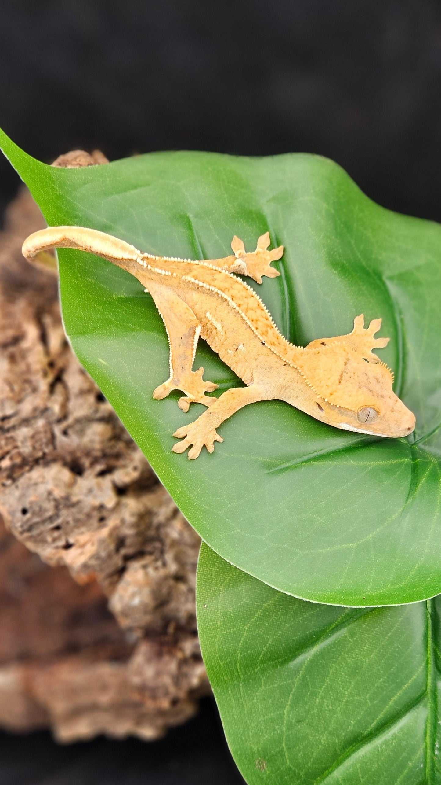 Partial Pin Crested Gecko _ Athena