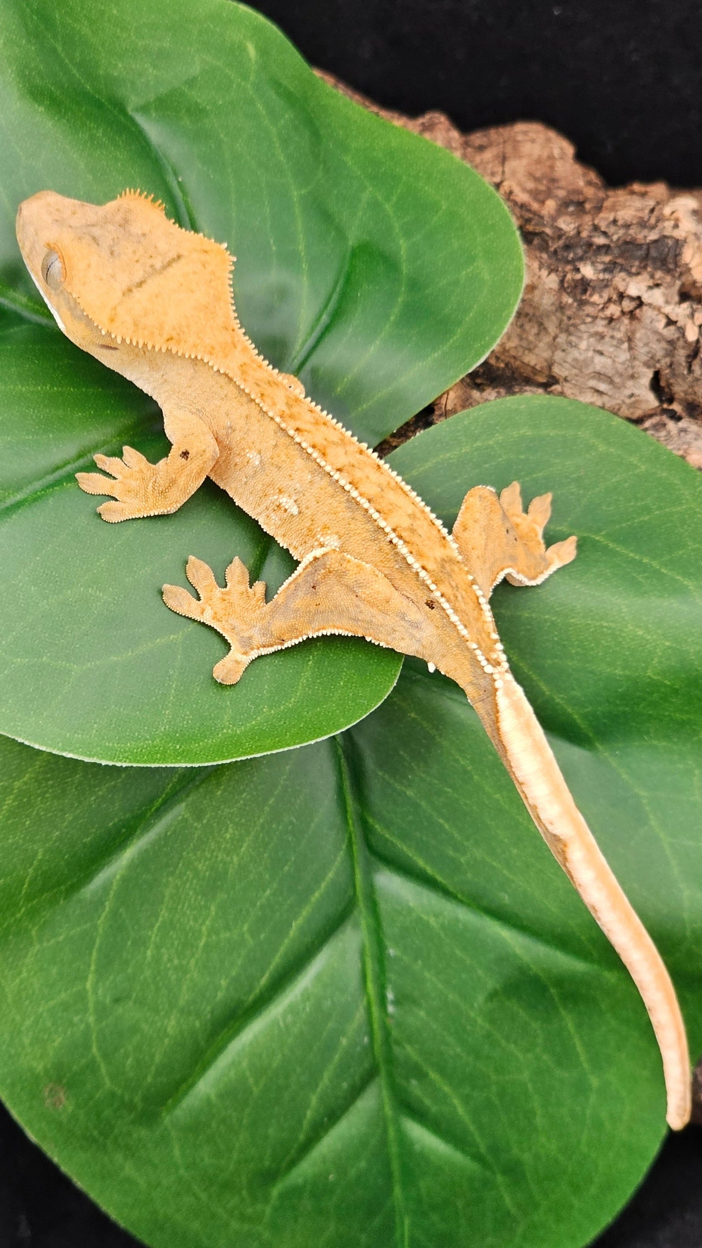 Partial Pin Crested Gecko _ Athena