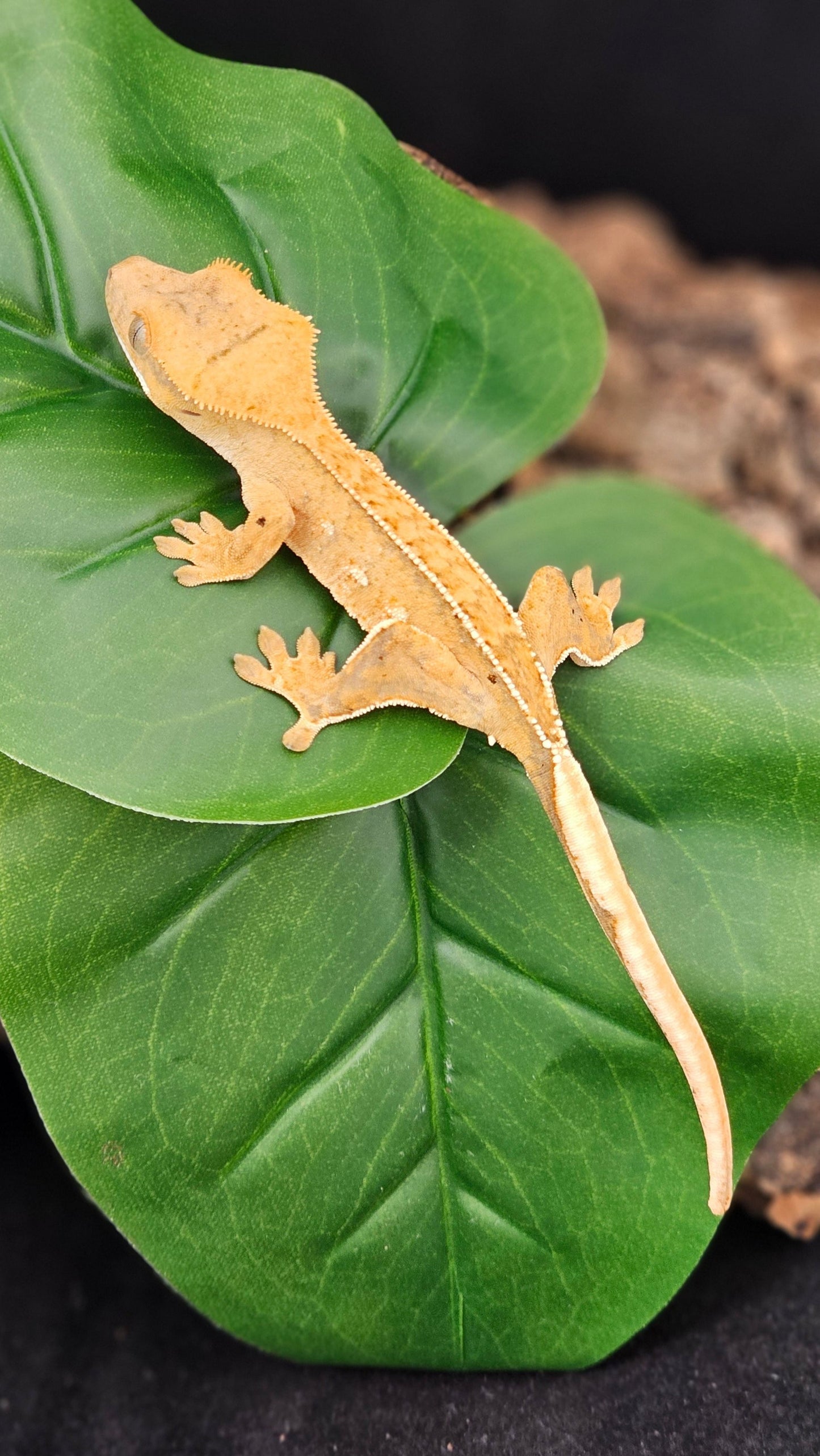 Partial Pin Crested Gecko _ Athena