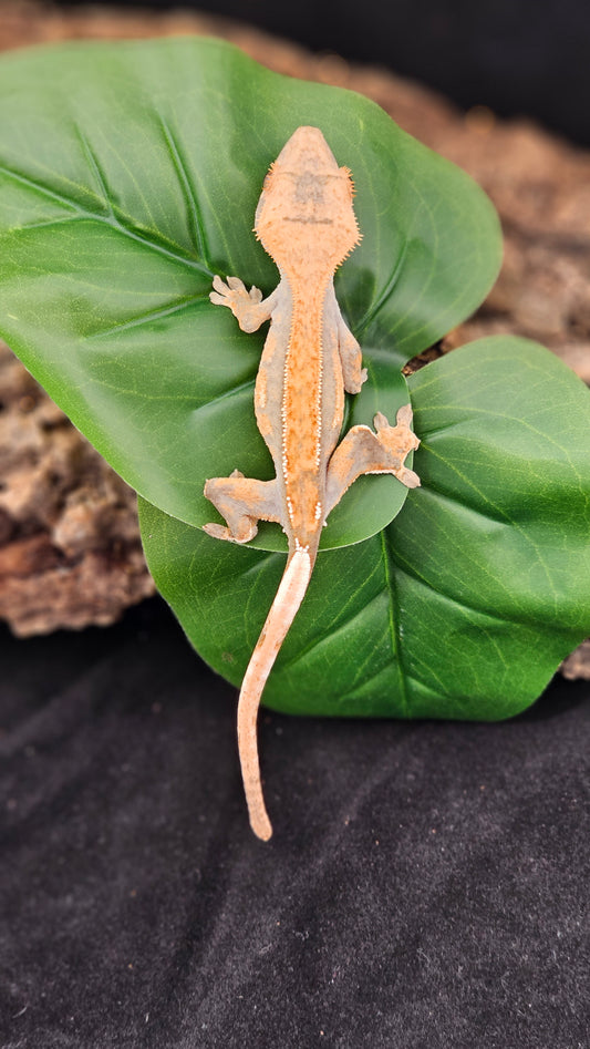 Flame Crested Gecko _ Mantis