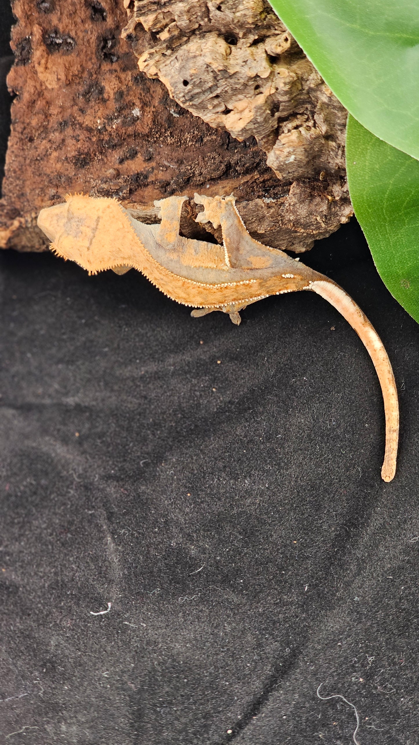 Flame Crested Gecko _ Mantis