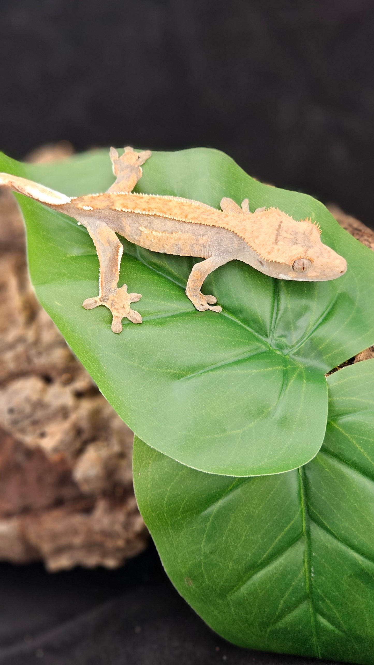 Flame Crested Gecko _ Mantis