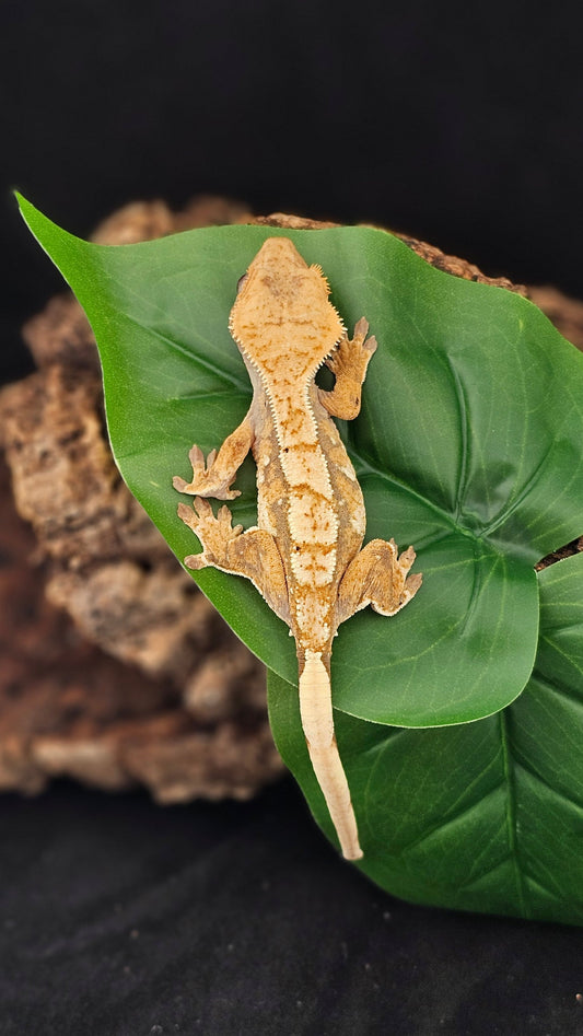 Extreme Harlequin Crested Gecko _ Collector