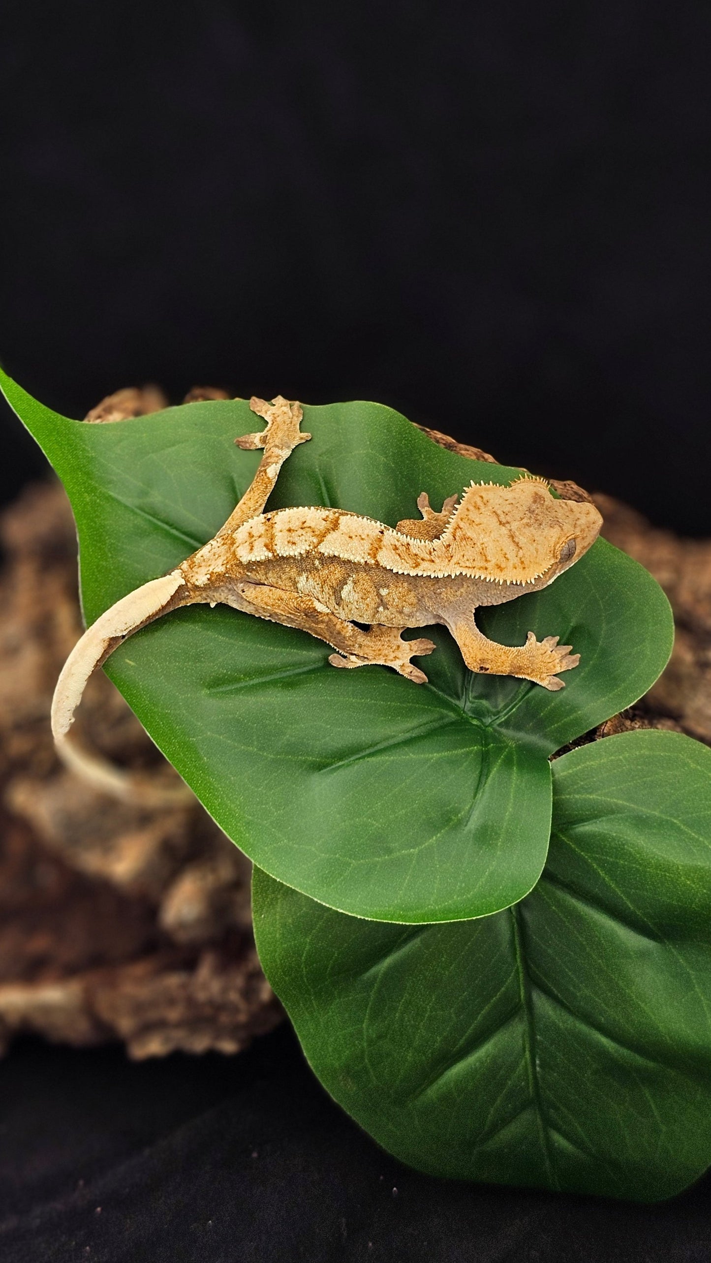 Extreme Harlequin Crested Gecko _ Collector