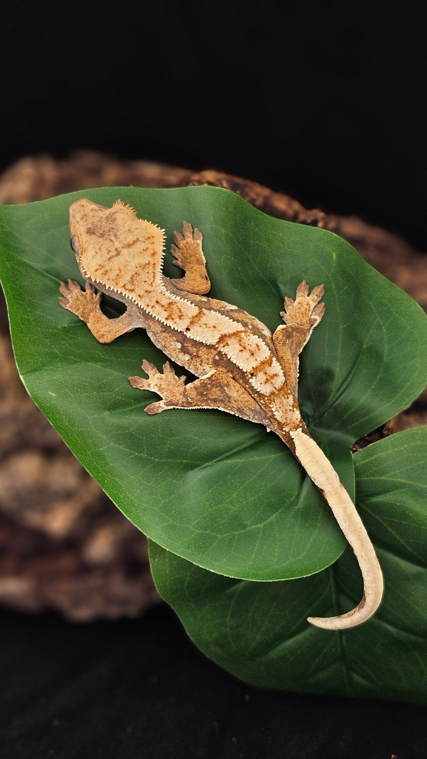 Extreme Harlequin Crested Gecko _ Collector