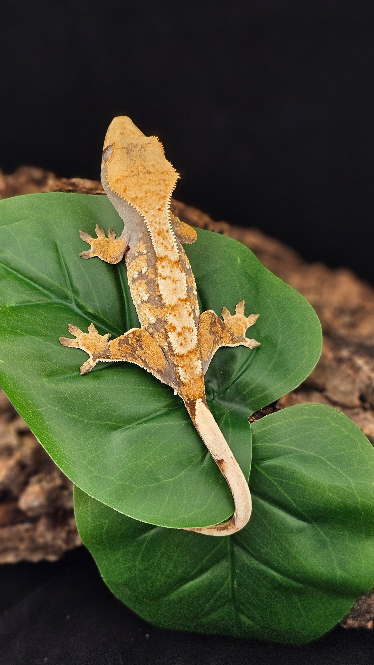 Extreme Harlequin Crested Gecko _ Ronan