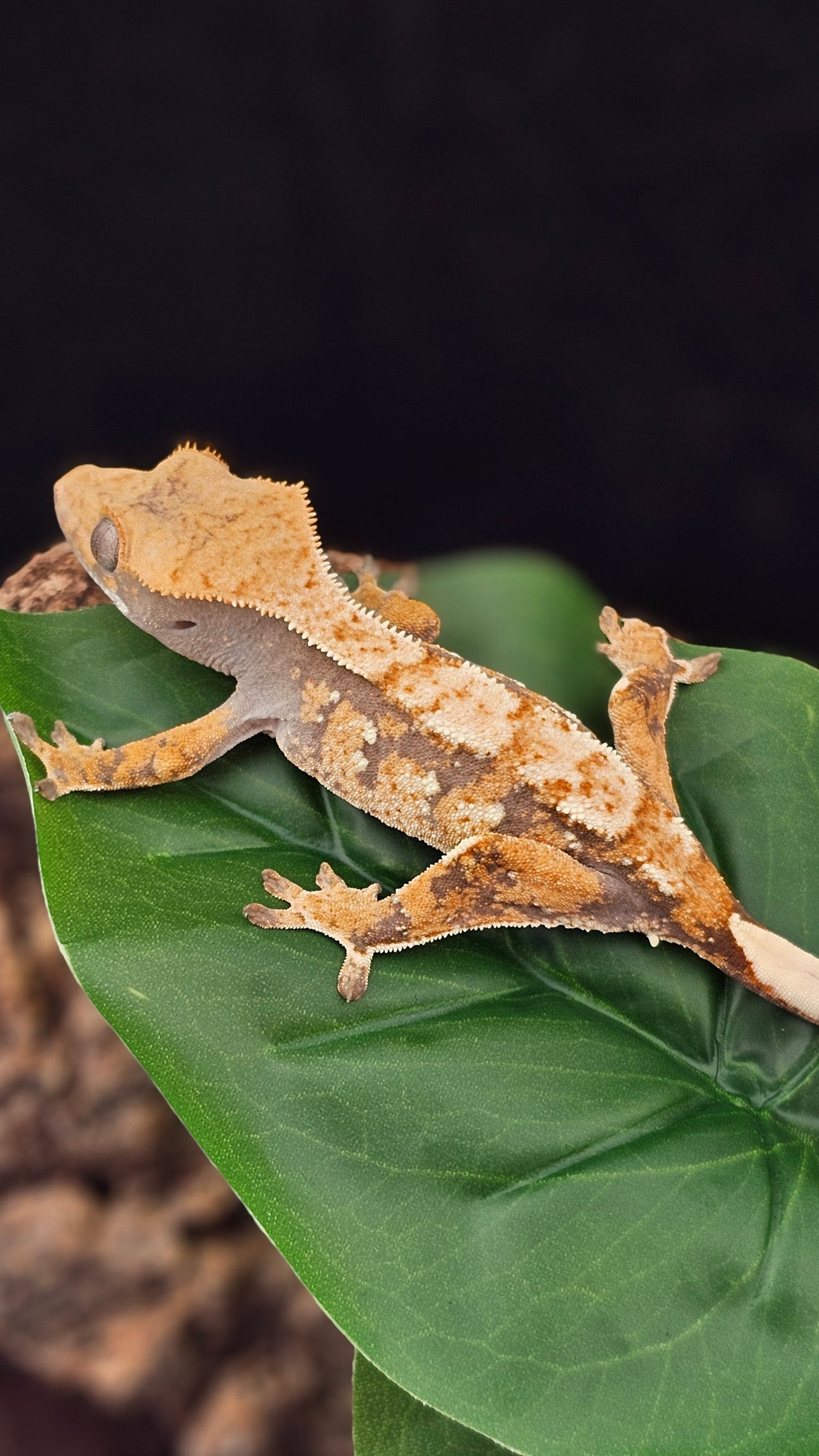 Extreme Harlequin Crested Gecko _ Ronan