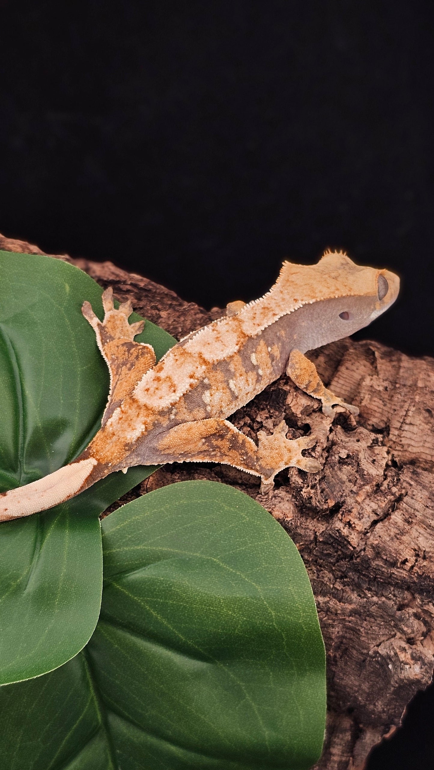 Extreme Harlequin Crested Gecko _ Ronan