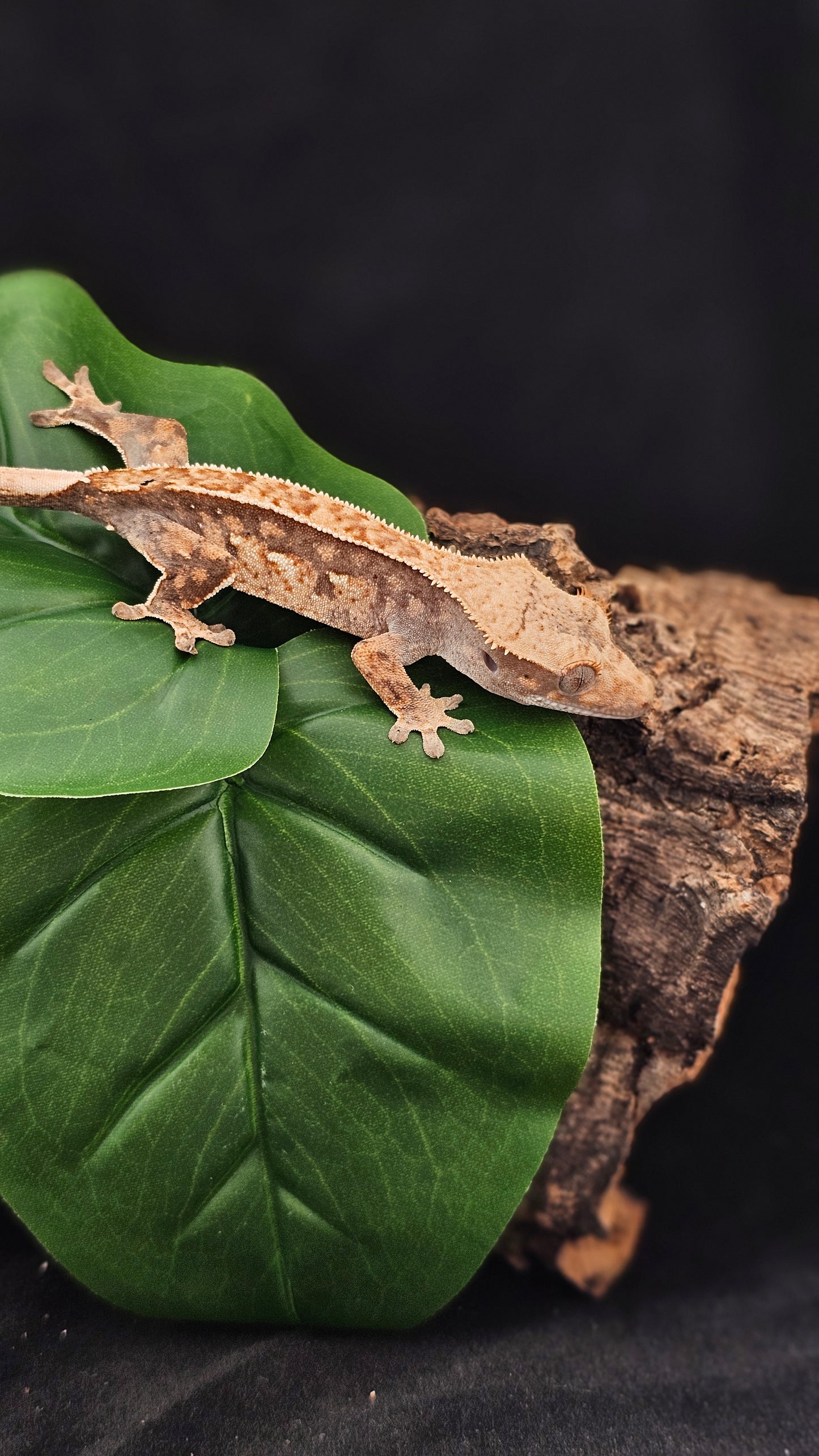 Extreme Harlequin Crested Gecko _ Warlock