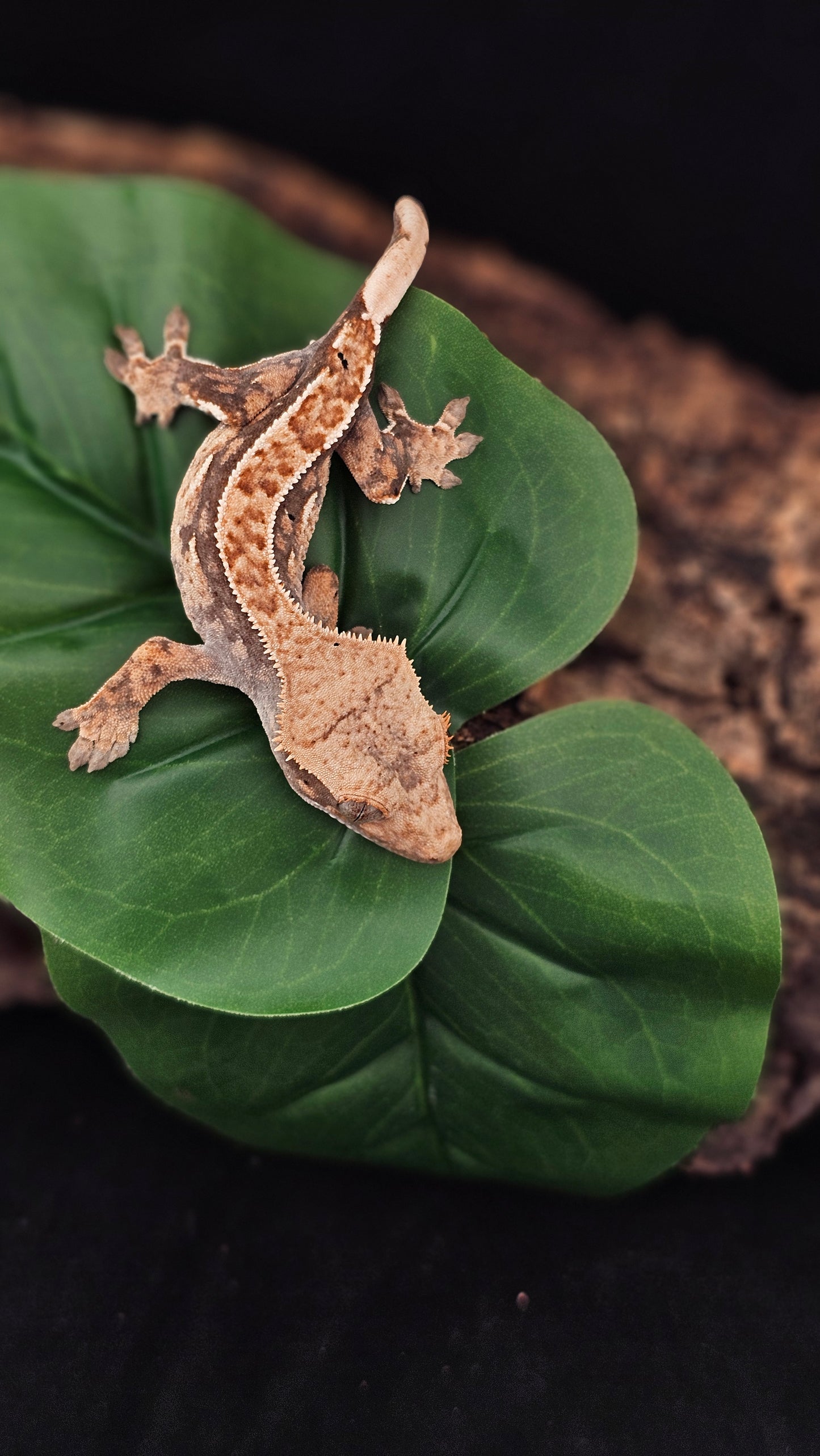 Extreme Harlequin Crested Gecko _ Warlock