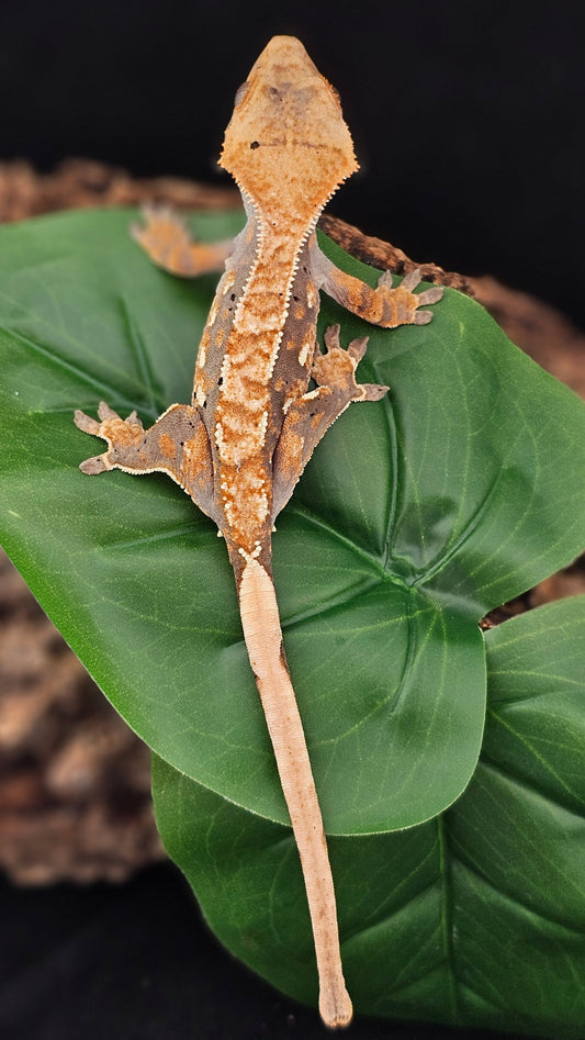 Extreme Harlequin Crested Gecko _ Jangle