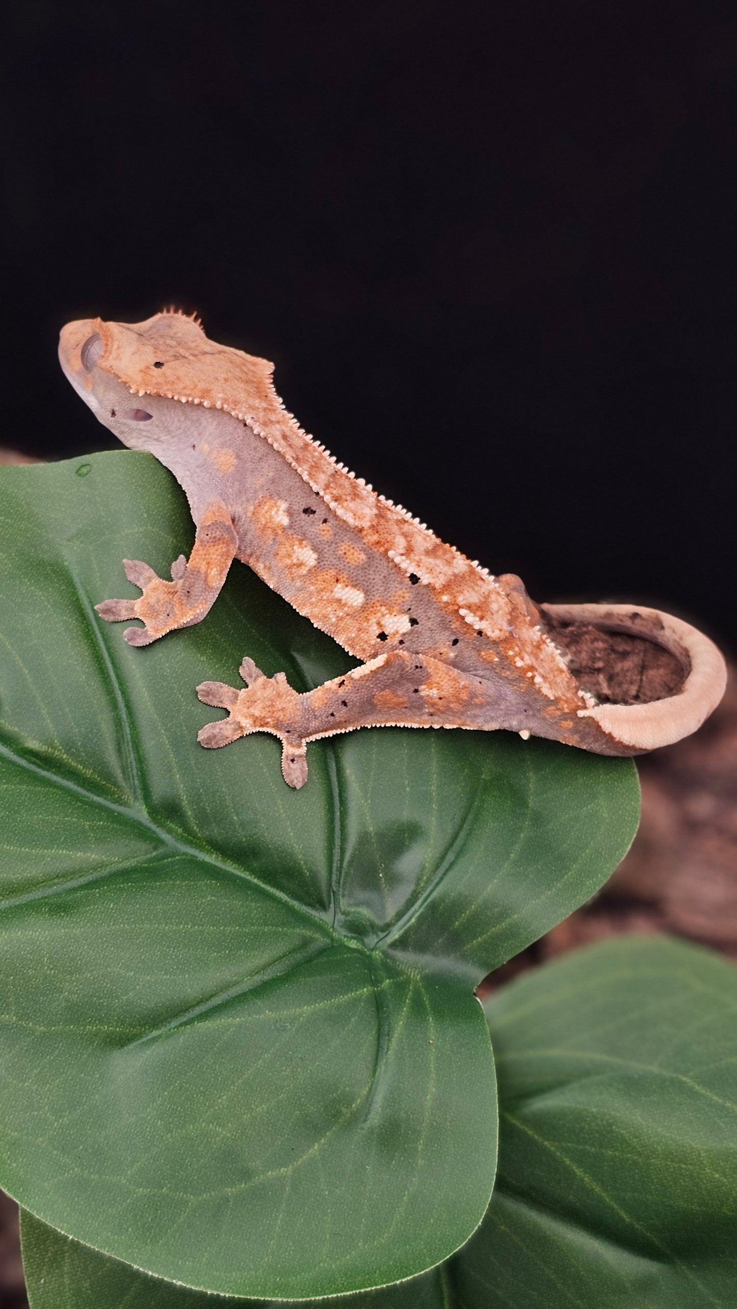 Extreme Harlequin Crested Gecko _ Jangle