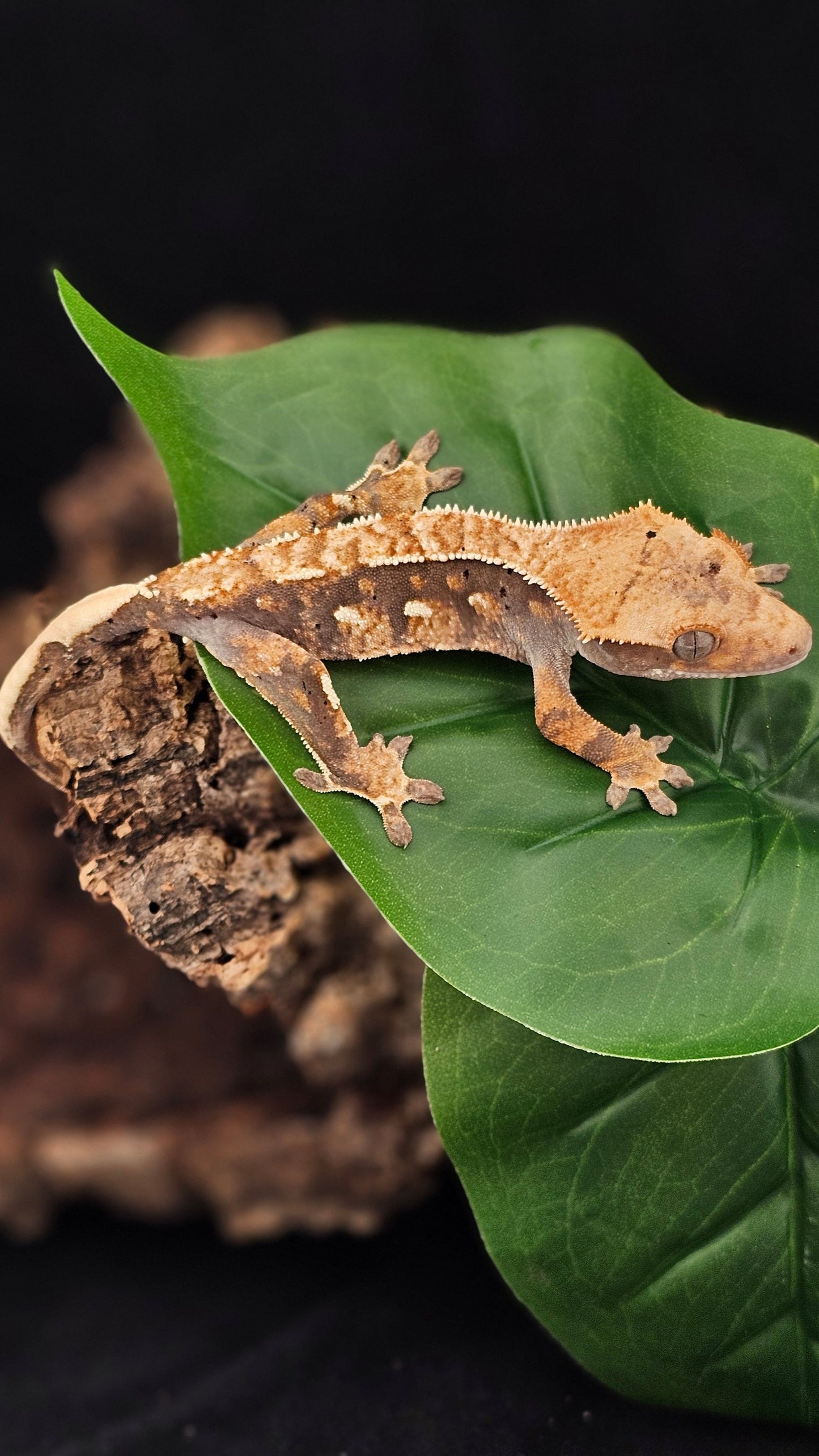 Extreme Harlequin Crested Gecko _ Jangle