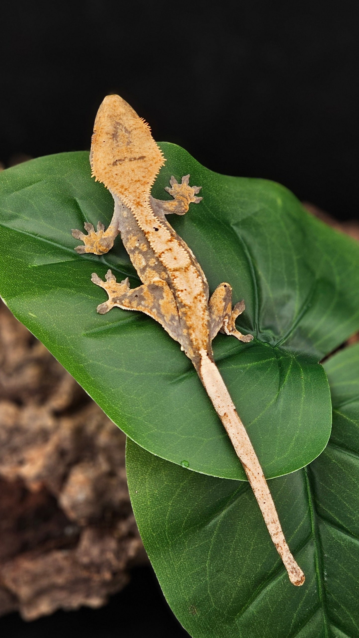 Extreme Harlequin Crested Gecko _ Fezziwig