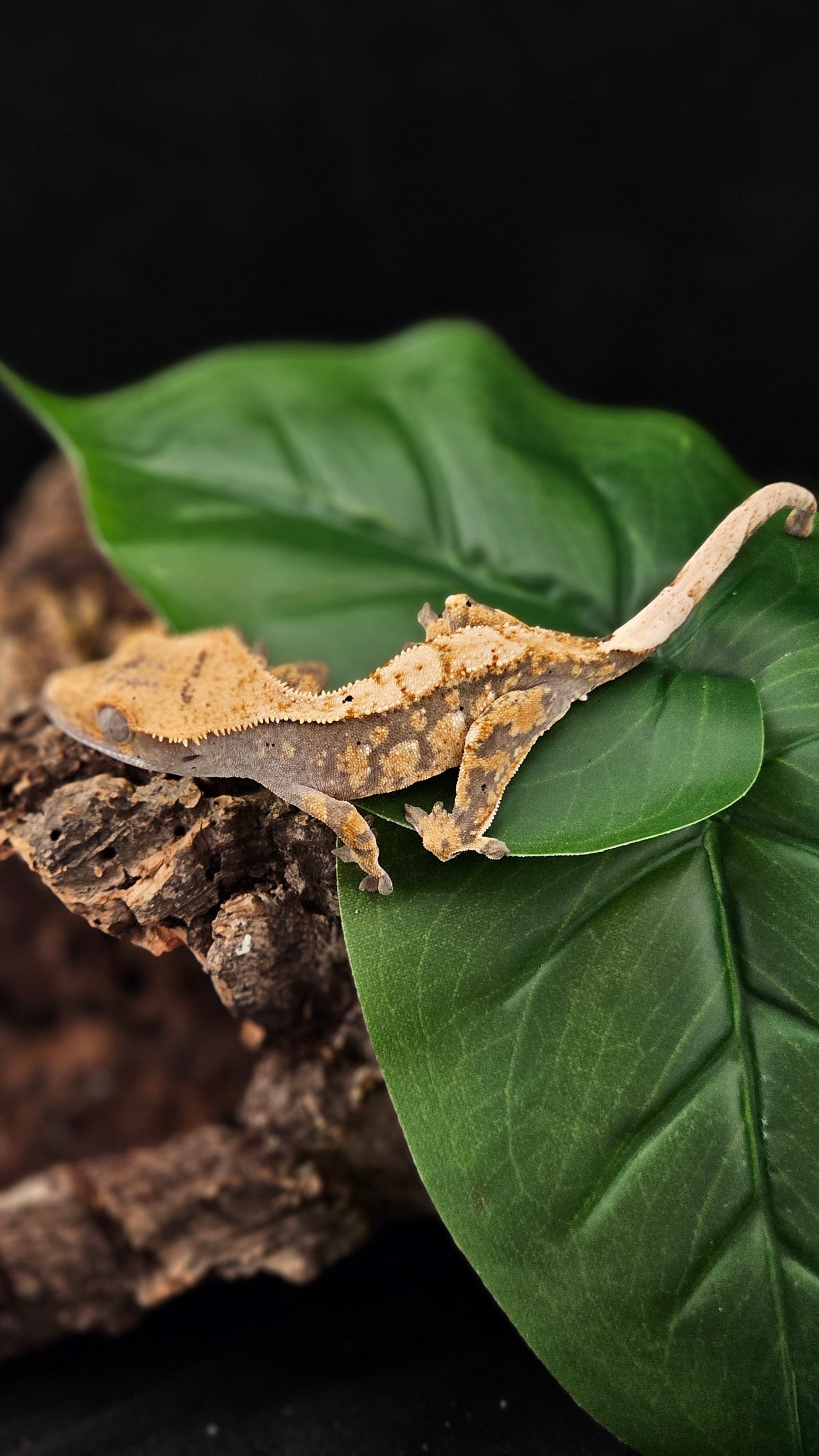 Extreme Harlequin Crested Gecko _ Fezziwig