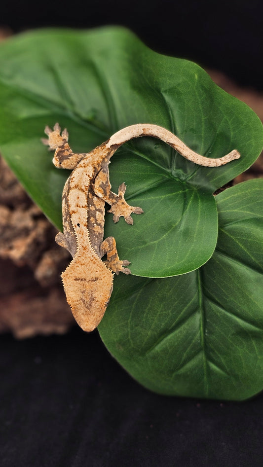 Extreme Harlequin Crested Gecko _ Fezziwig