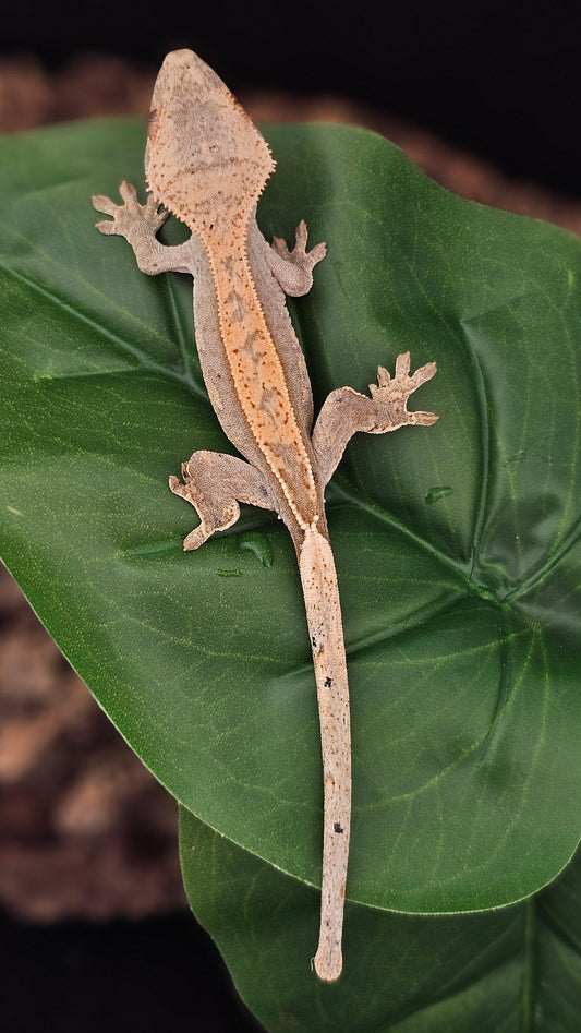 Harlequin Crested Gecko _ Eclipse