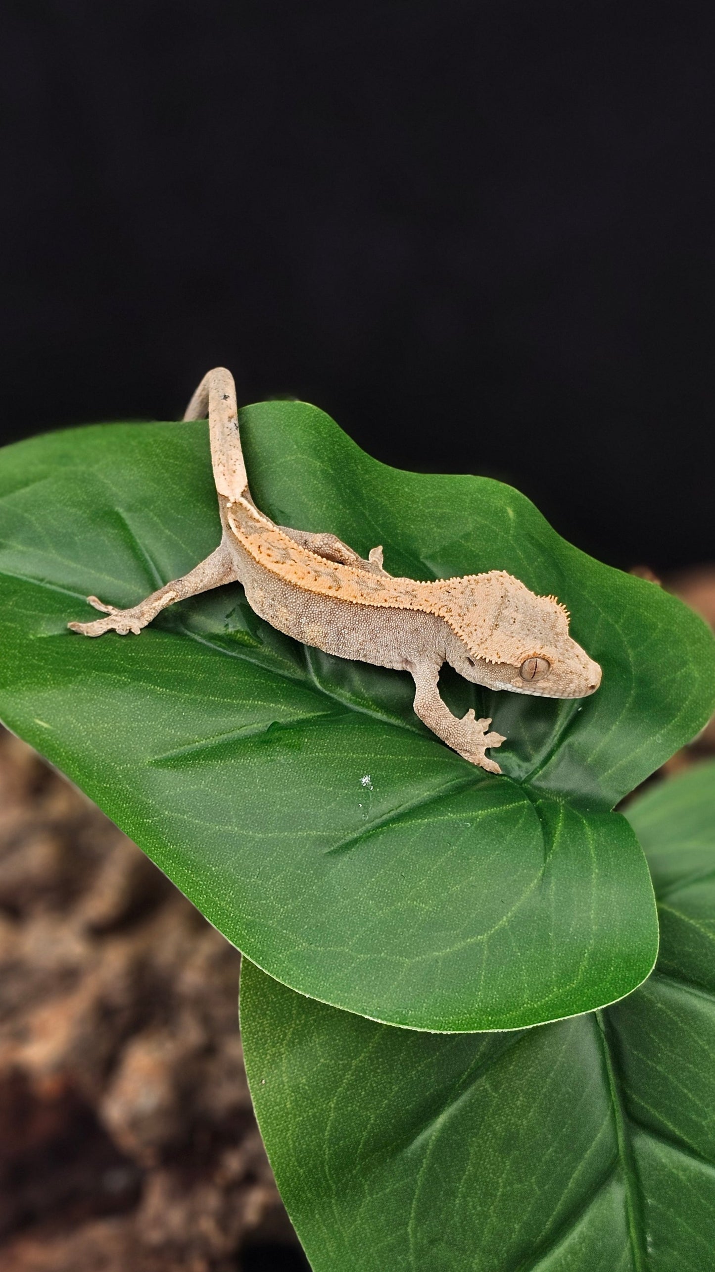 Harlequin Crested Gecko _ Eclipse