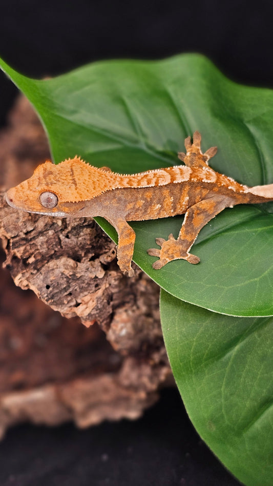 Extreme Harlequin Crested Gecko _ Kraglin