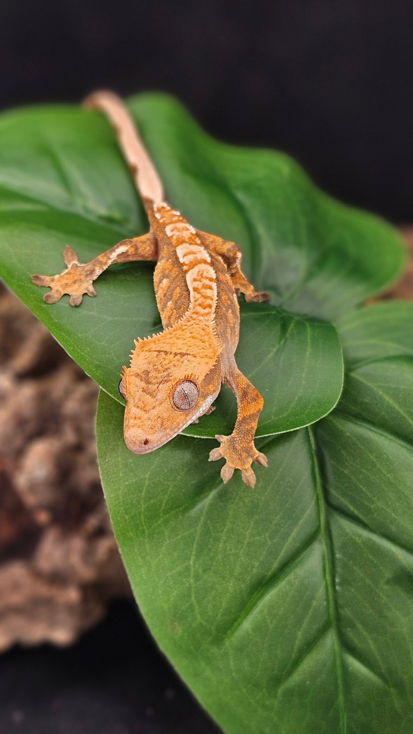 Extreme Harlequin Crested Gecko _ Kraglin