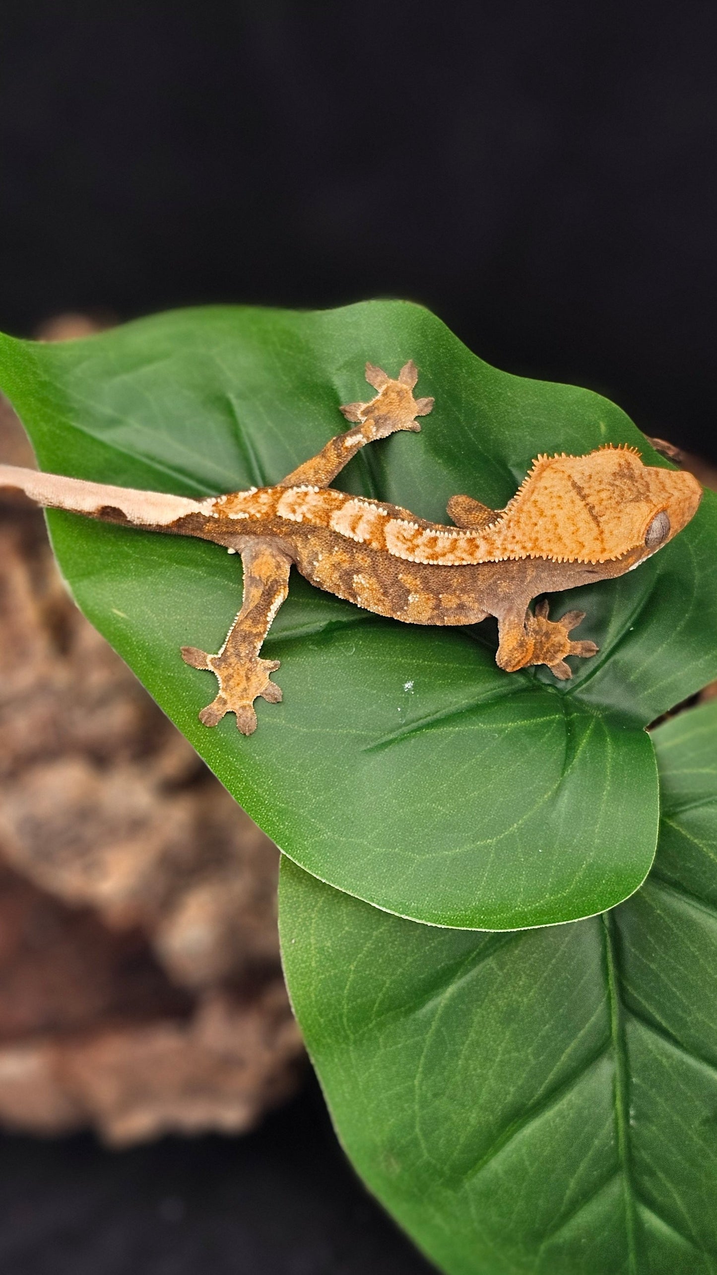 Extreme Harlequin Crested Gecko _ Kraglin