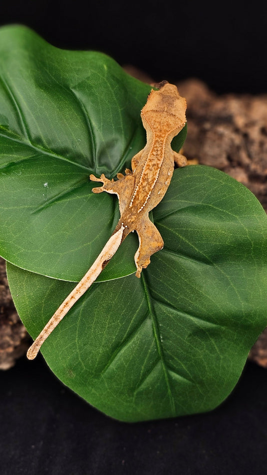 Brindle Crested Gecko _ Ebenezer Scrooge