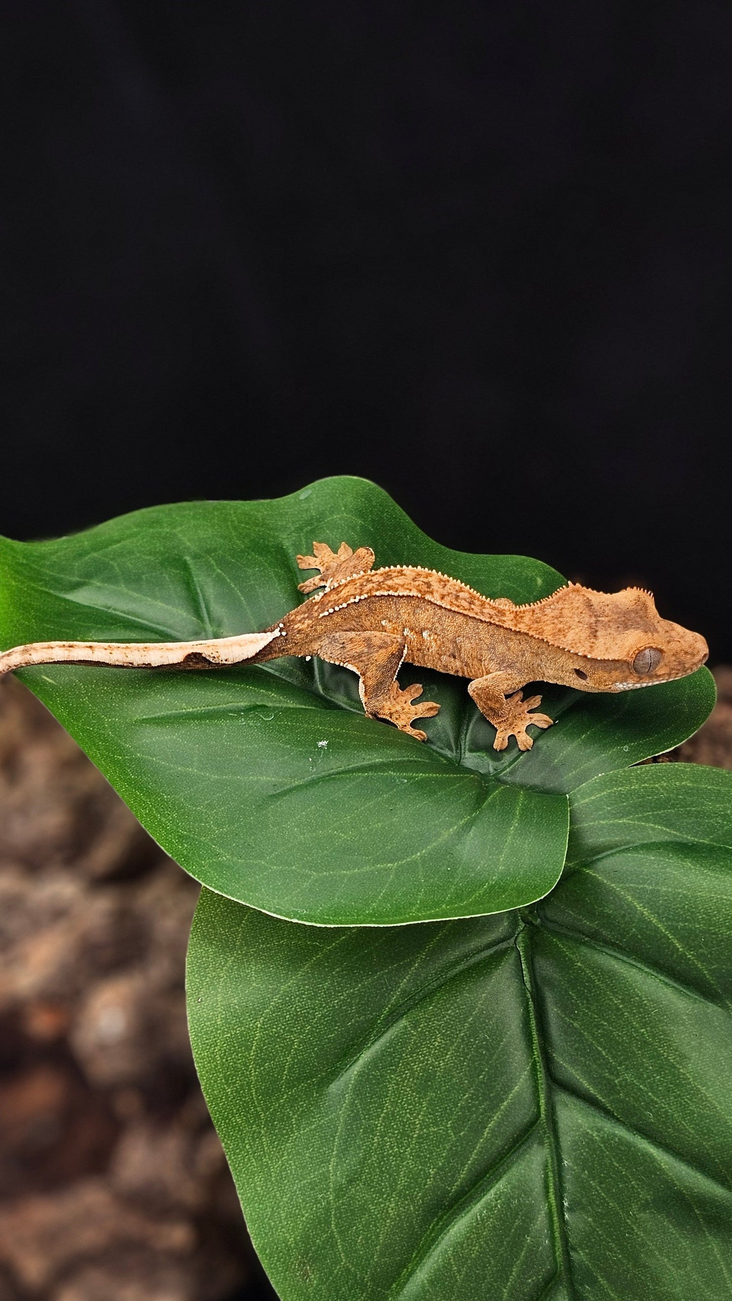 Brindle Crested Gecko _ Ebenezer Scrooge