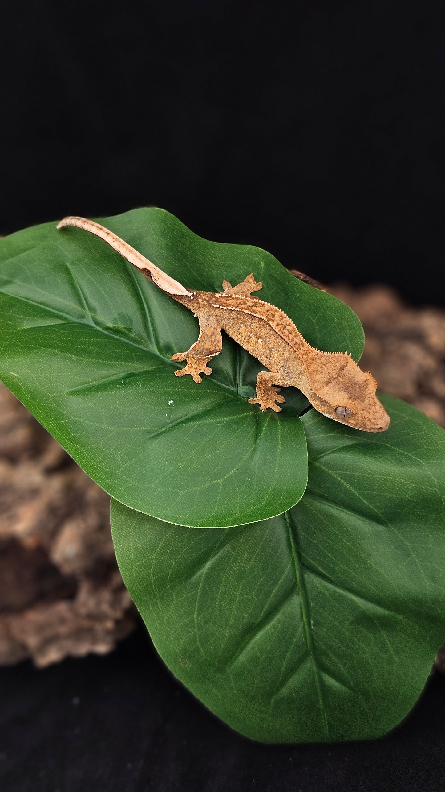 Brindle Crested Gecko _ Ebenezer Scrooge