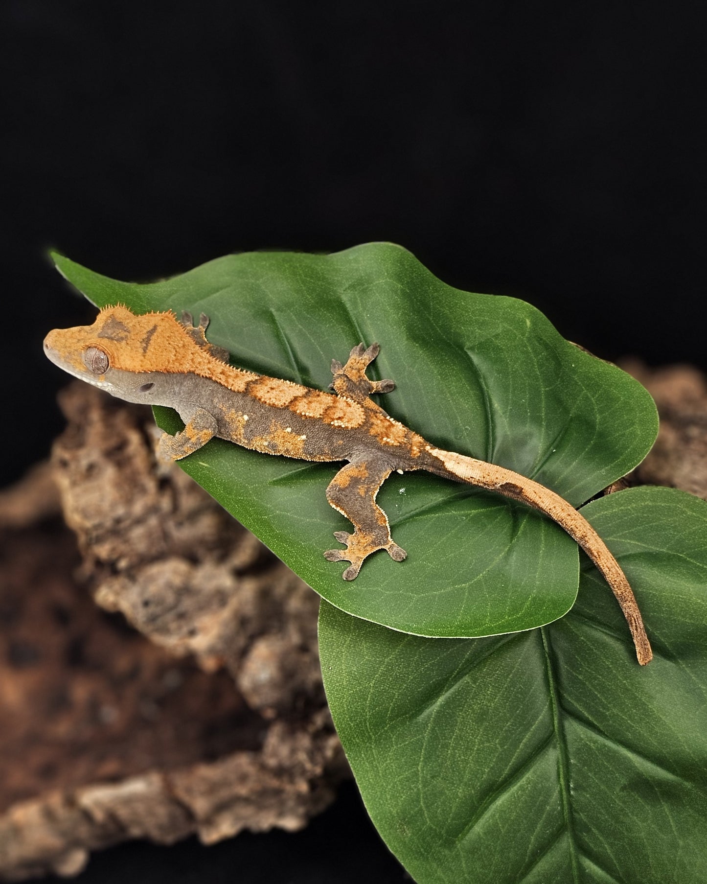 Harlequin Crested Gecko _ Anago