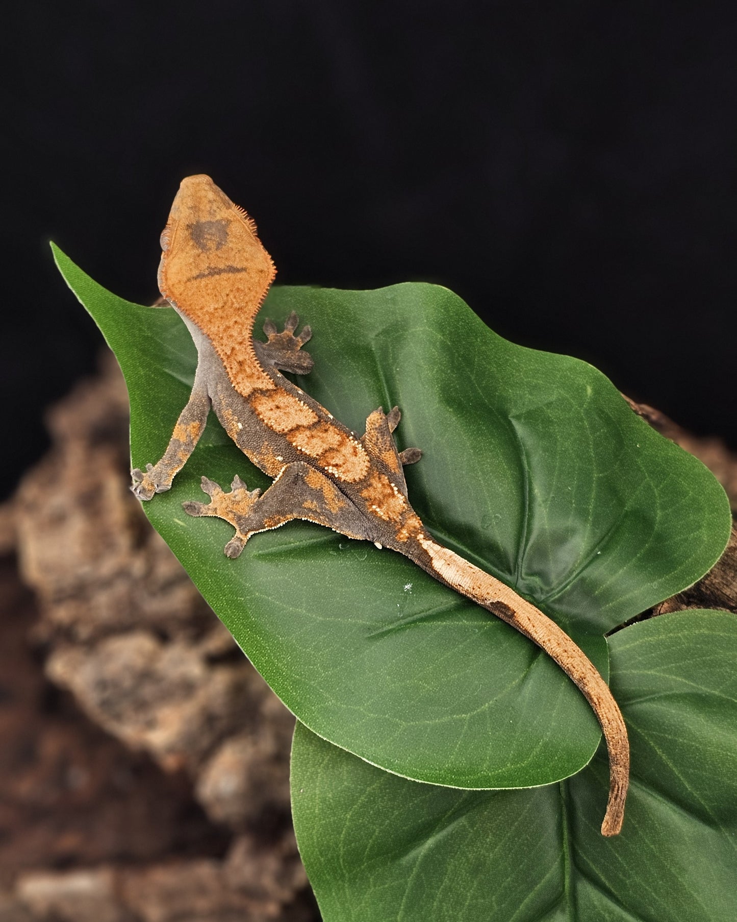 Harlequin Crested Gecko _ Anago