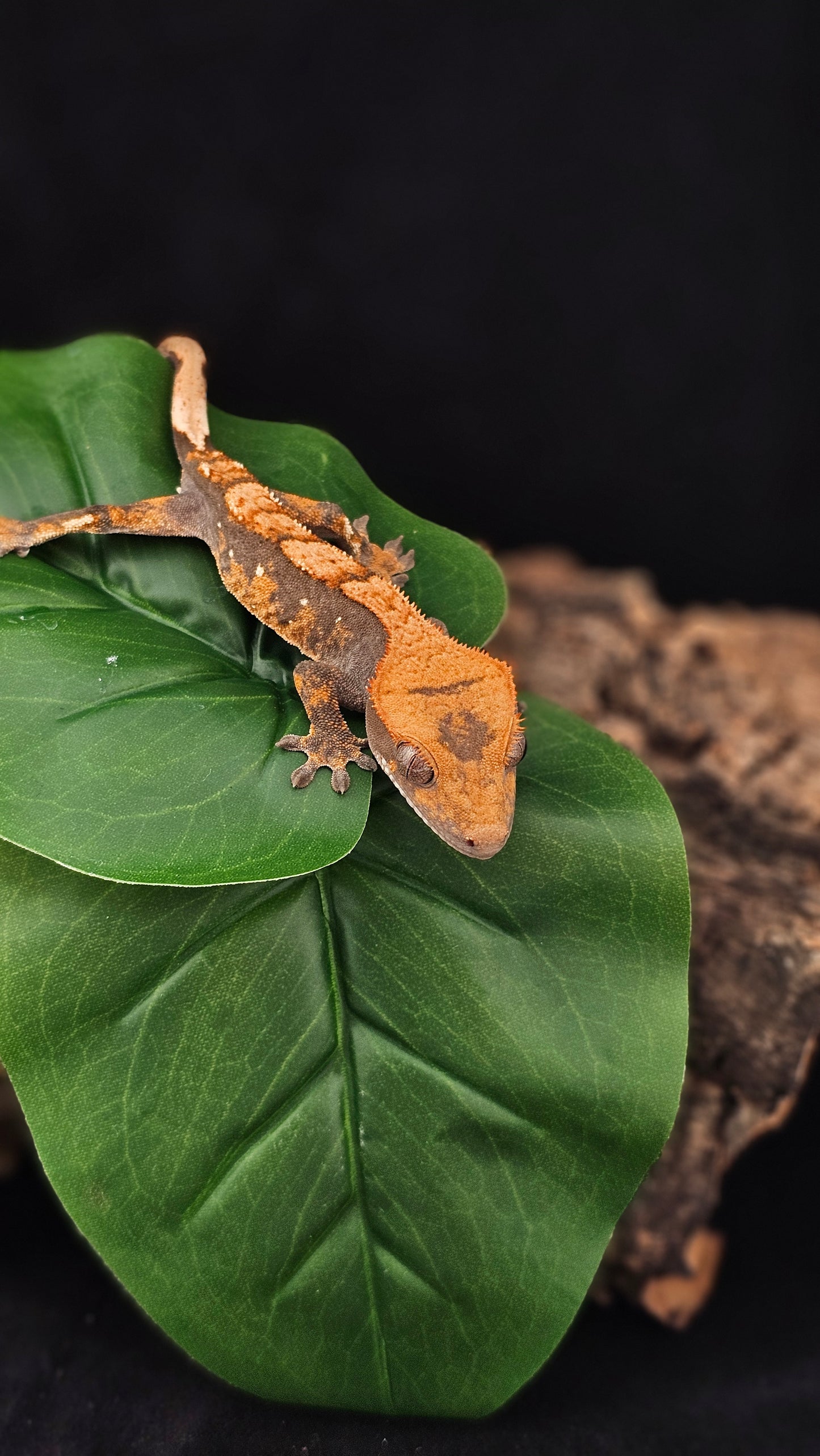 Harlequin Crested Gecko _ Anago