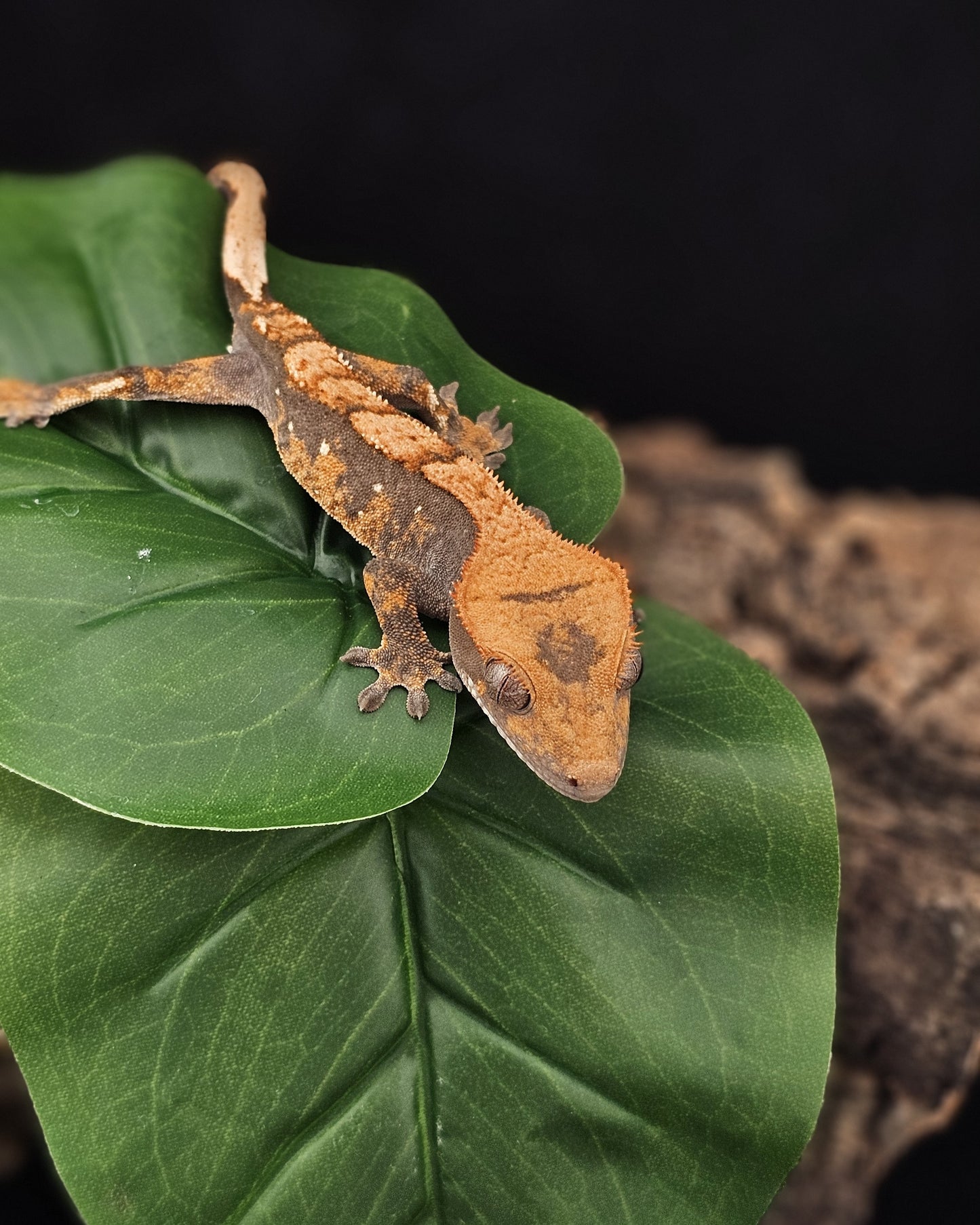 Tri Color Extreme Harlequin Crested Gecko _ Cosmo