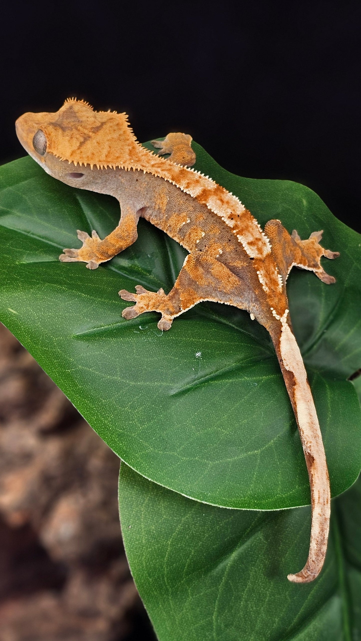 Tri-Color Extreme Harlequin Crested Gecko _ Shiitake