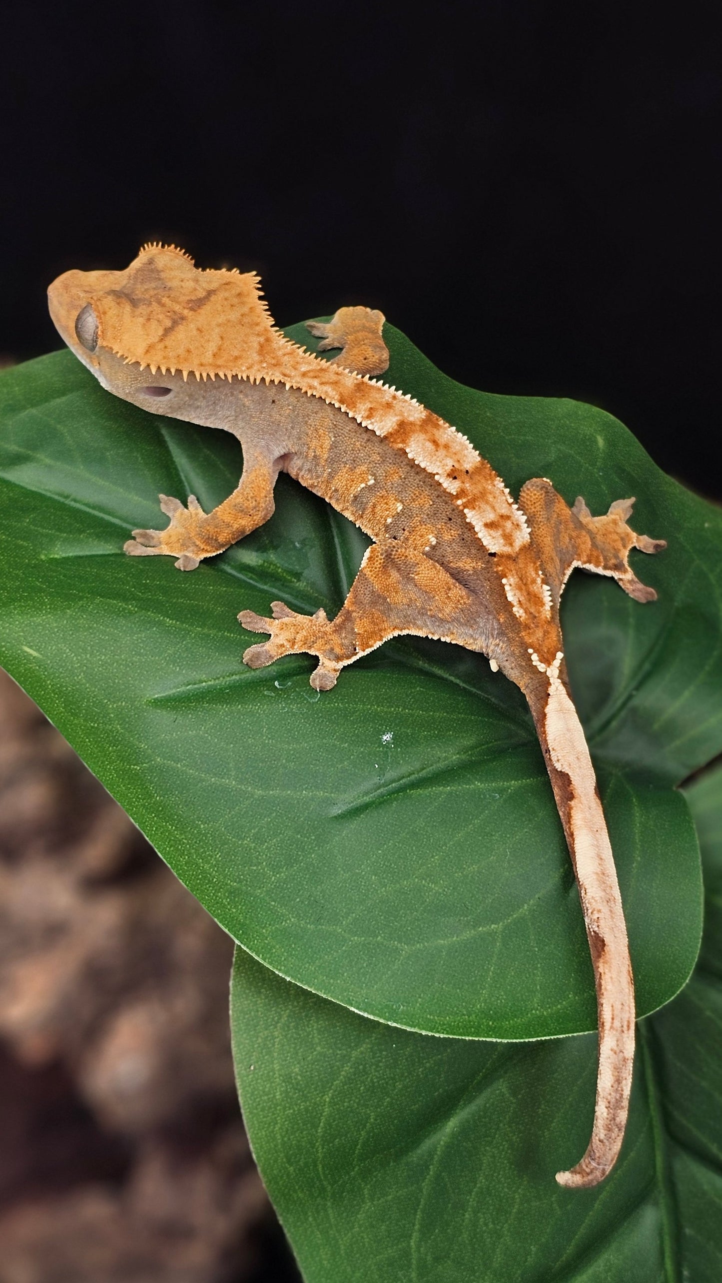 Tri-Color Extreme Harlequin Crested Gecko _ Shiitake