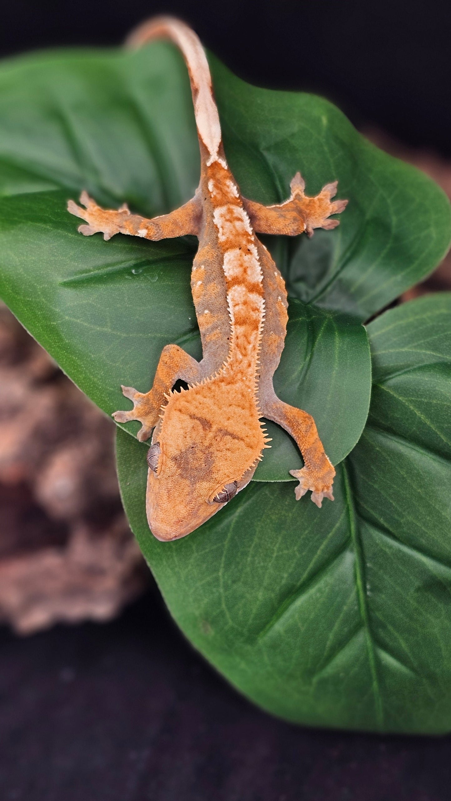 Tri-Color Extreme Harlequin Crested Gecko _ Shiitake