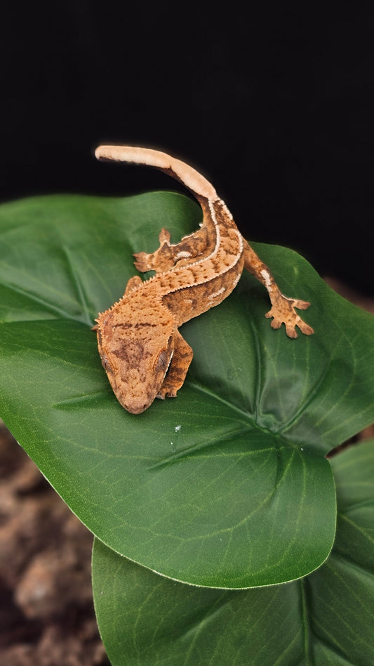 Brindle Crested Gecko _ Leap