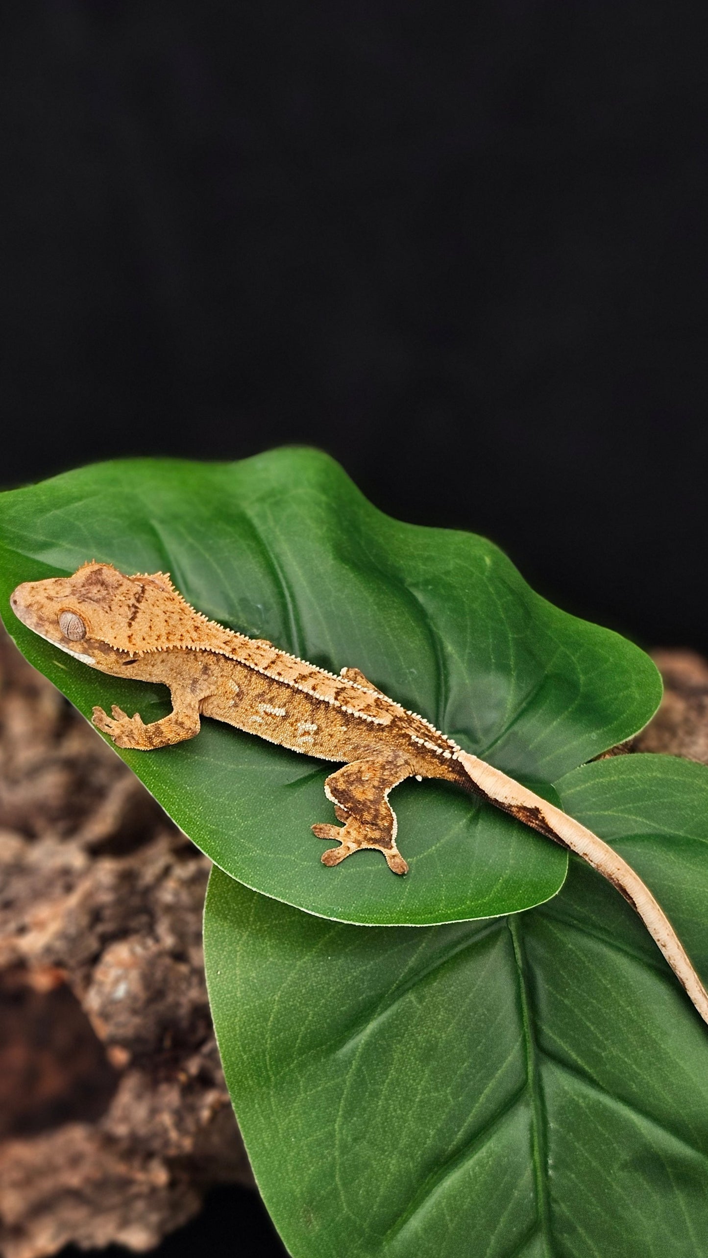 Brindle Crested Gecko _ Leap