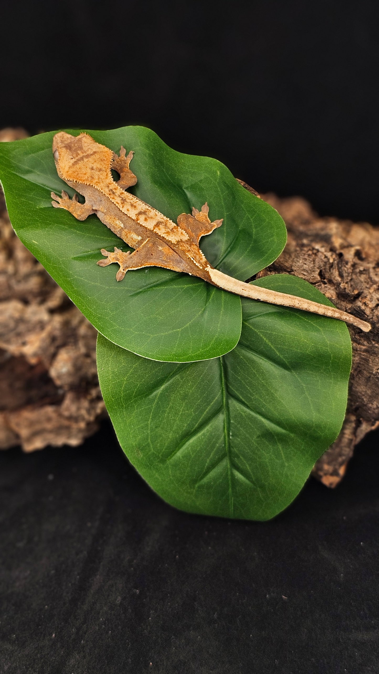 Harlequin Crested Gecko _ Jacob Marley