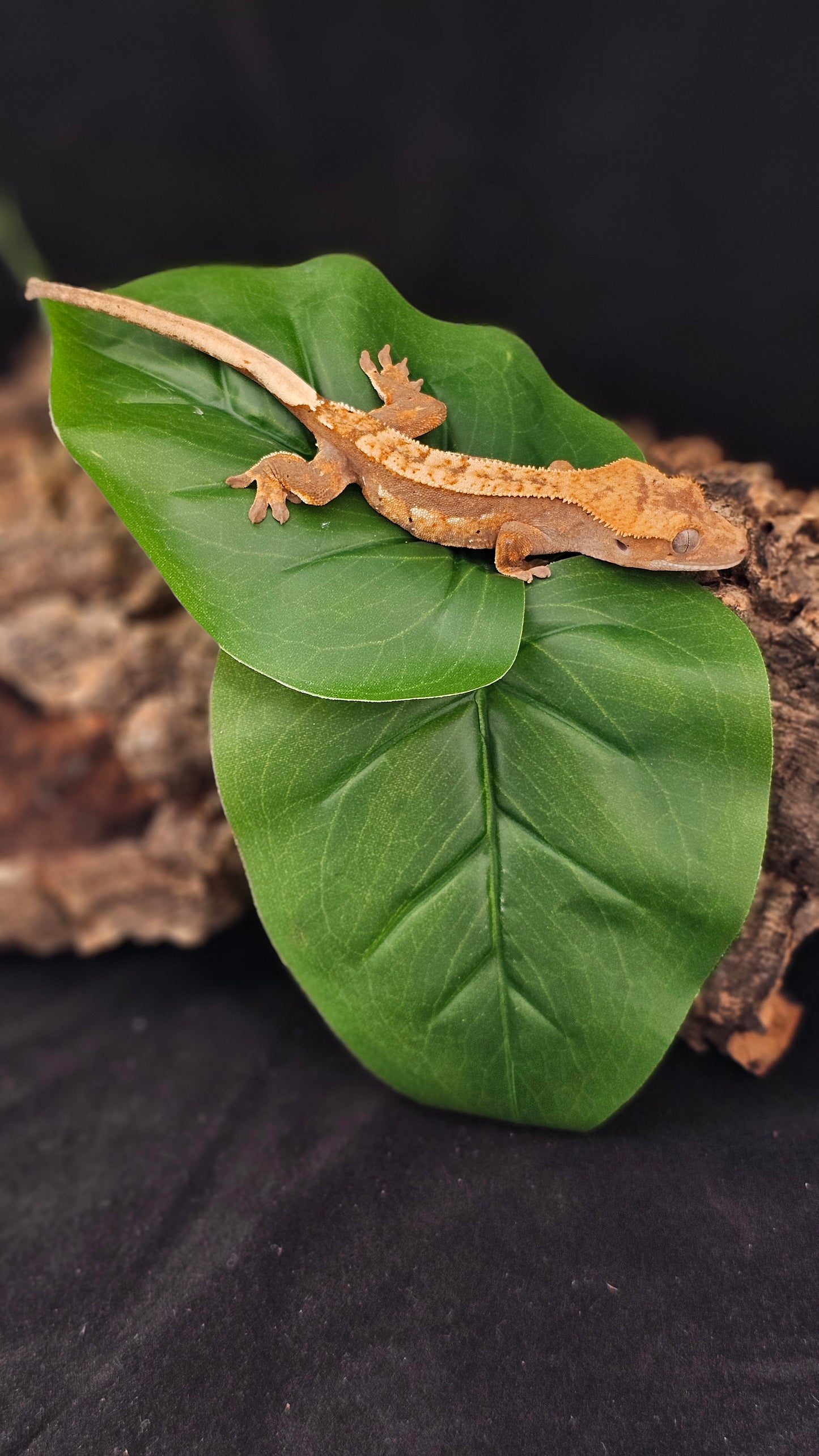 Harlequin Crested Gecko _ Jacob Marley