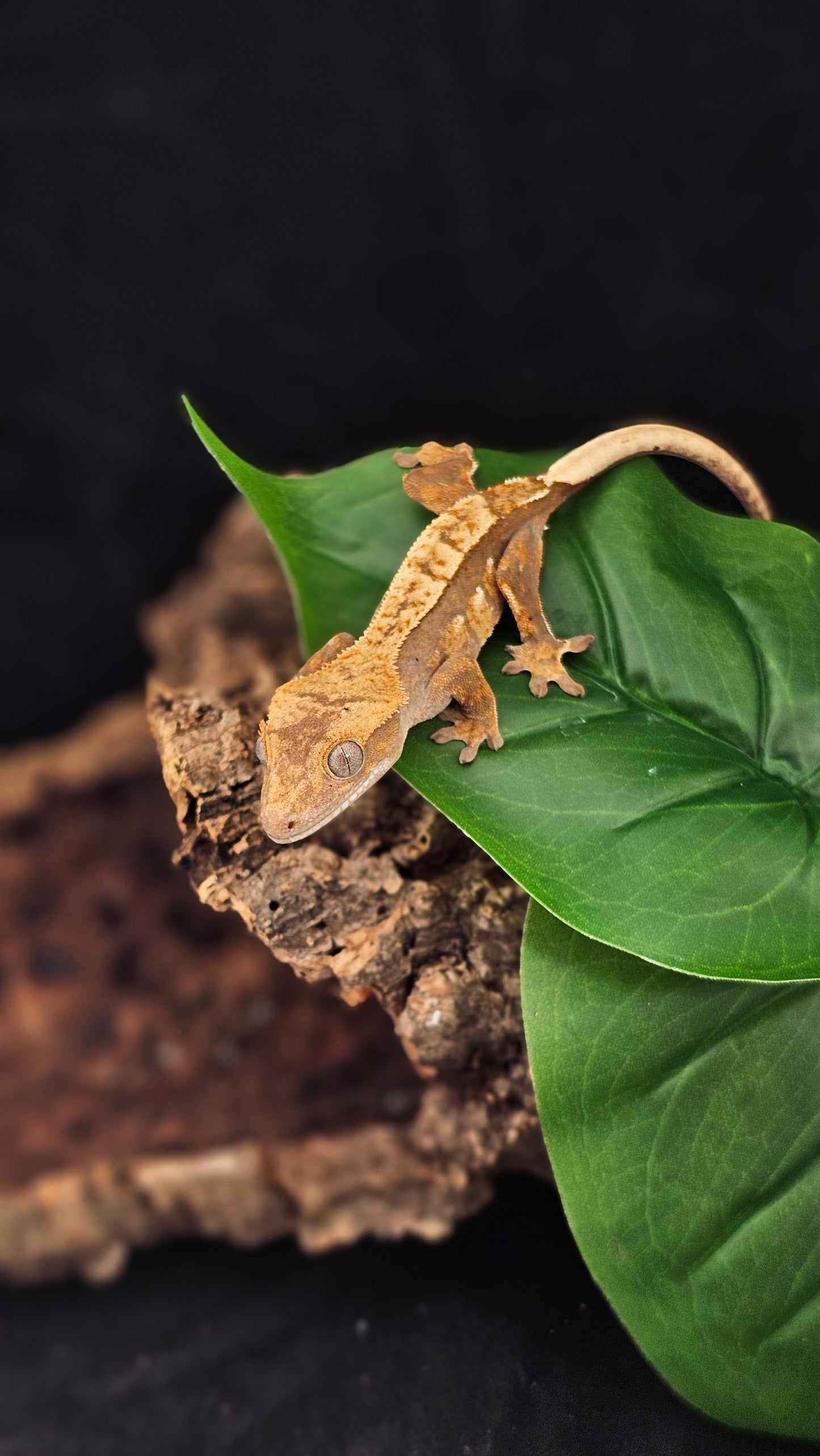 Harlequin Crested Gecko _ Jacob Marley