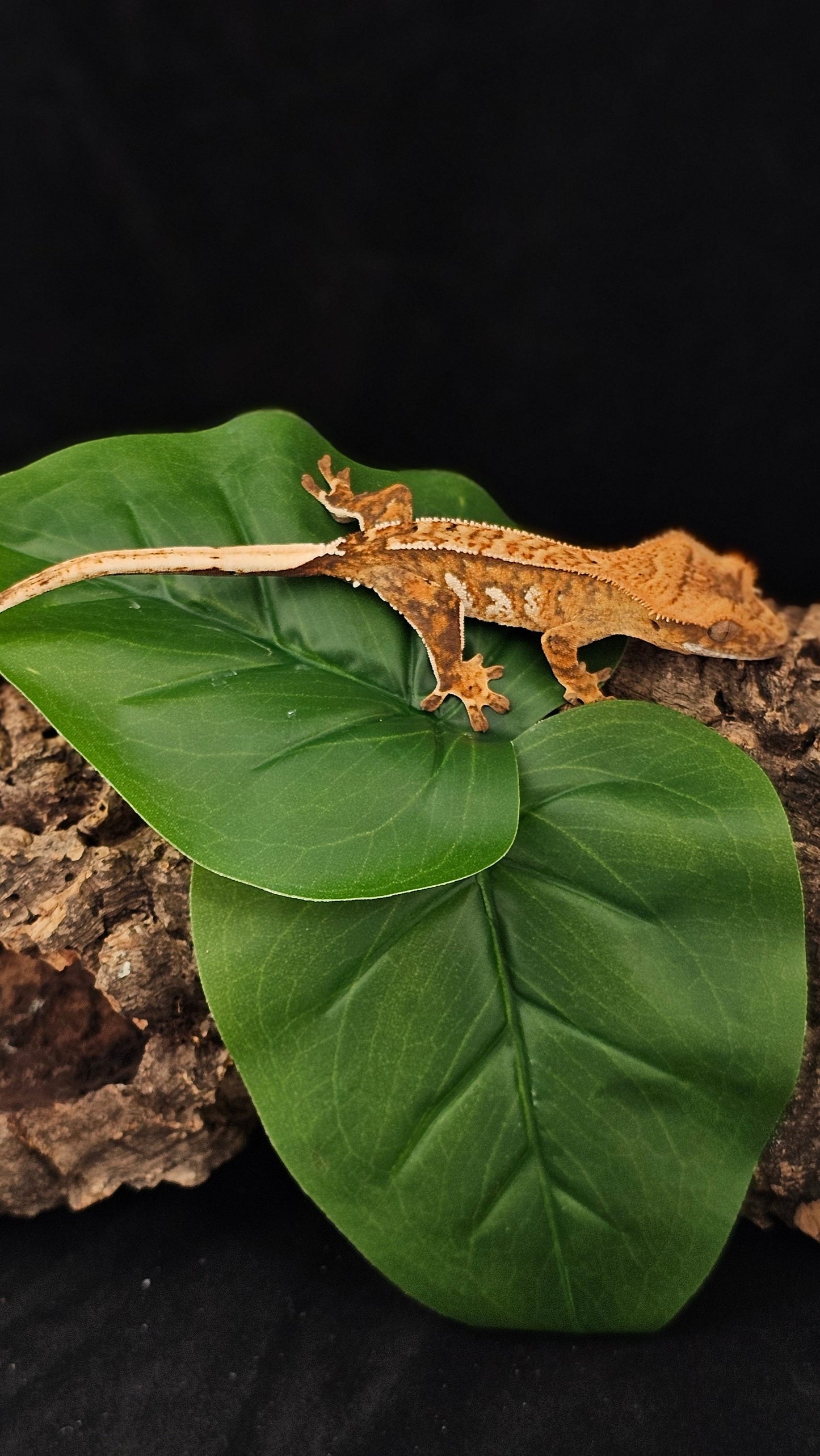 Tri-Color Extreme Harlequin Crested Gecko _ Tiny Tim