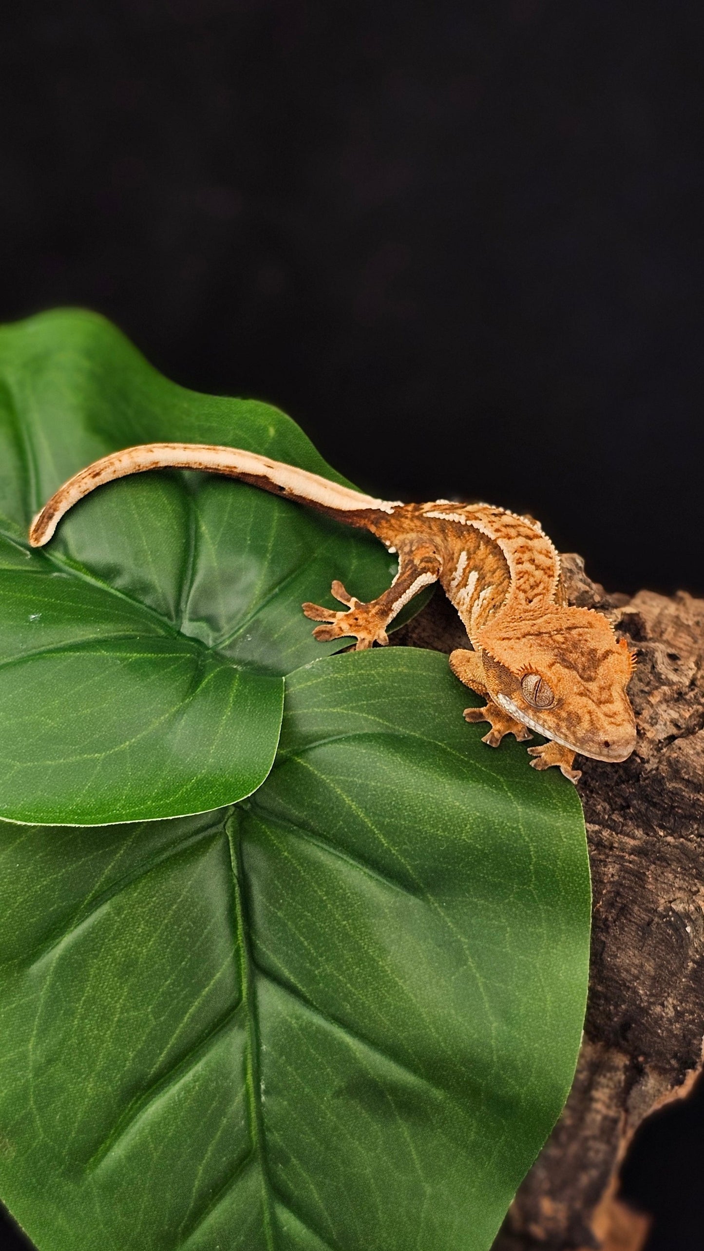 Tri-Color Extreme Harlequin Crested Gecko _ Tiny Tim