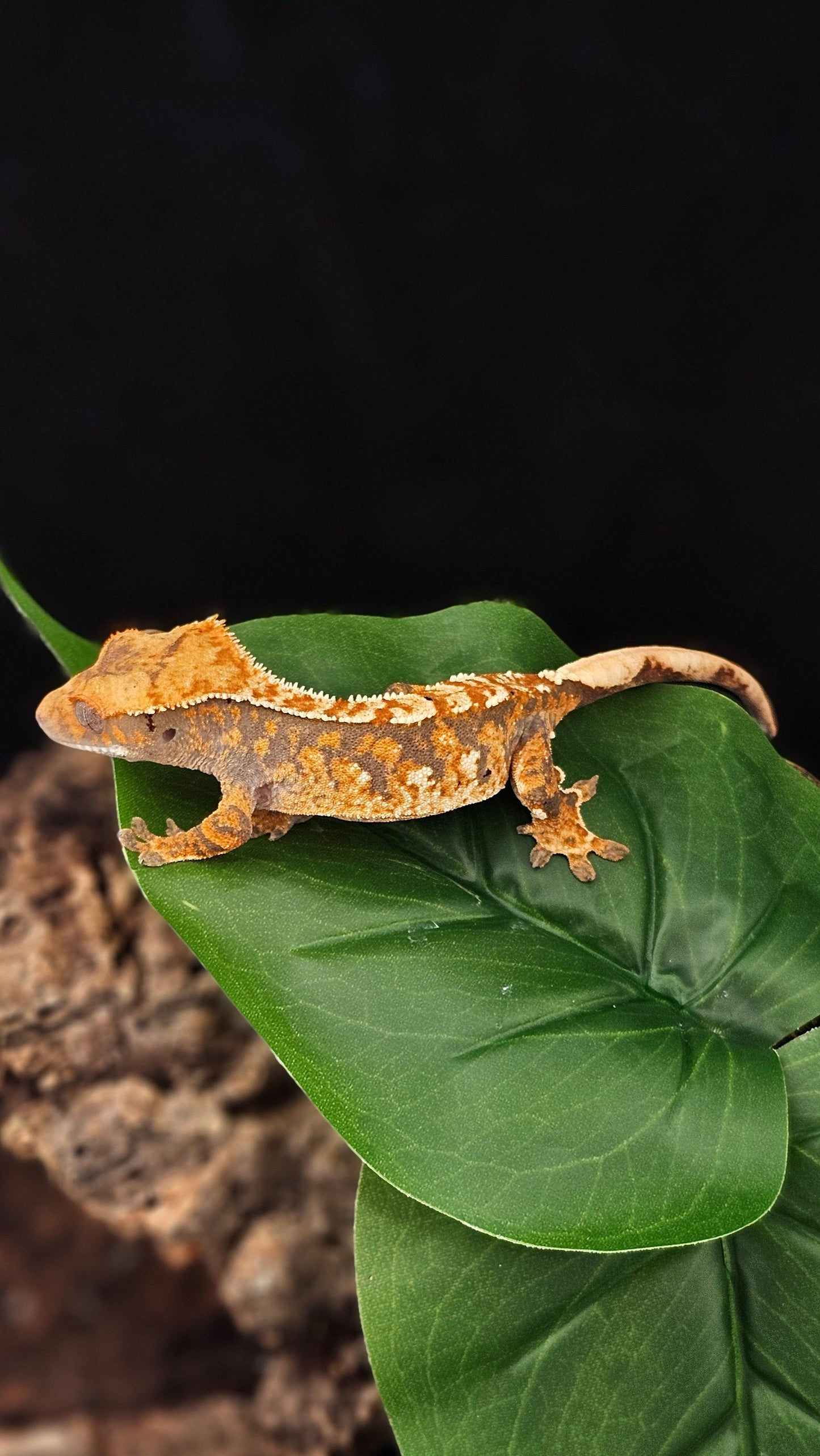 Tri-Color Extreme Harlequin Crested Gecko _ Nebula