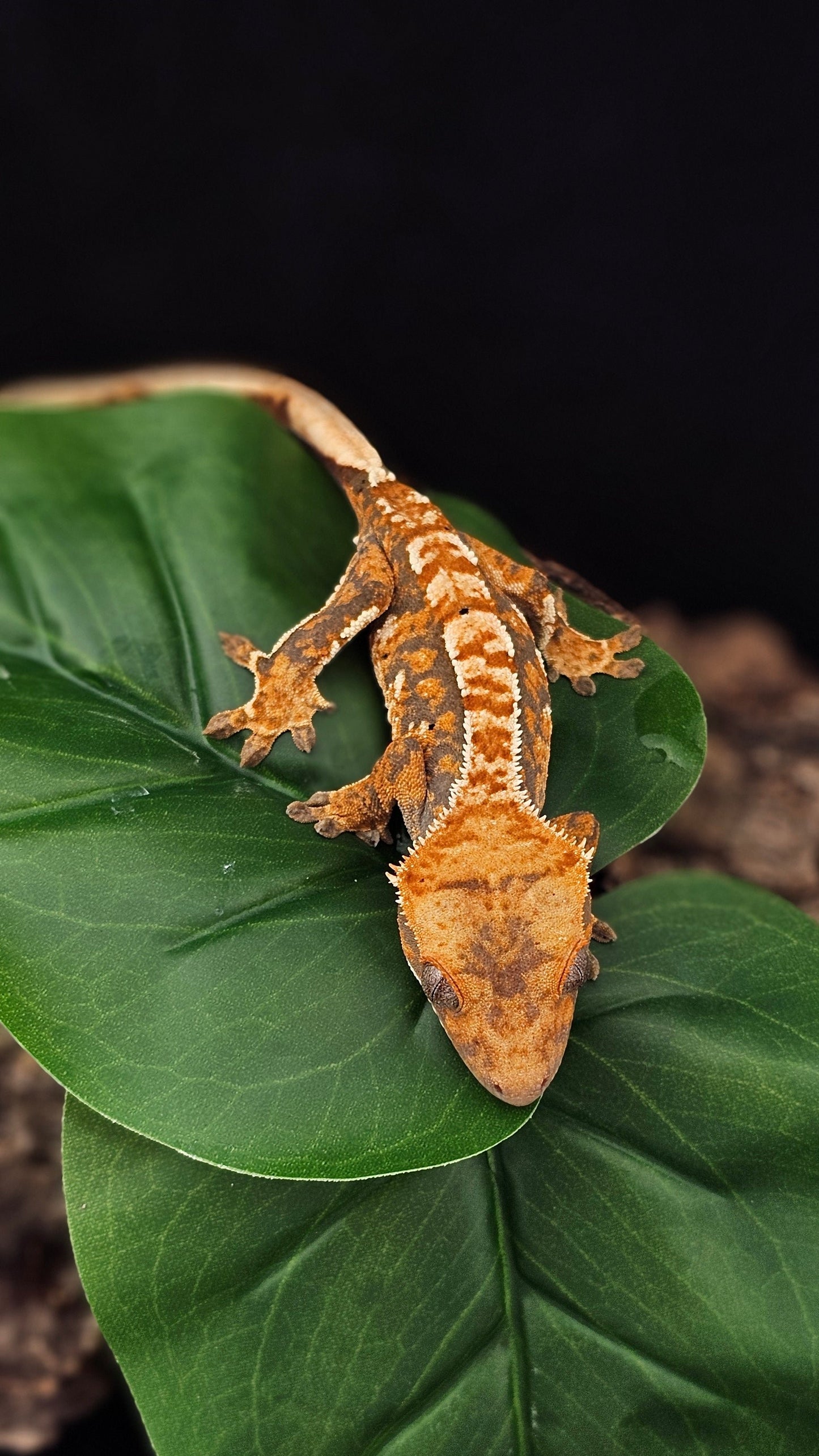 Tri-Color Extreme Harlequin Crested Gecko _ Nebula