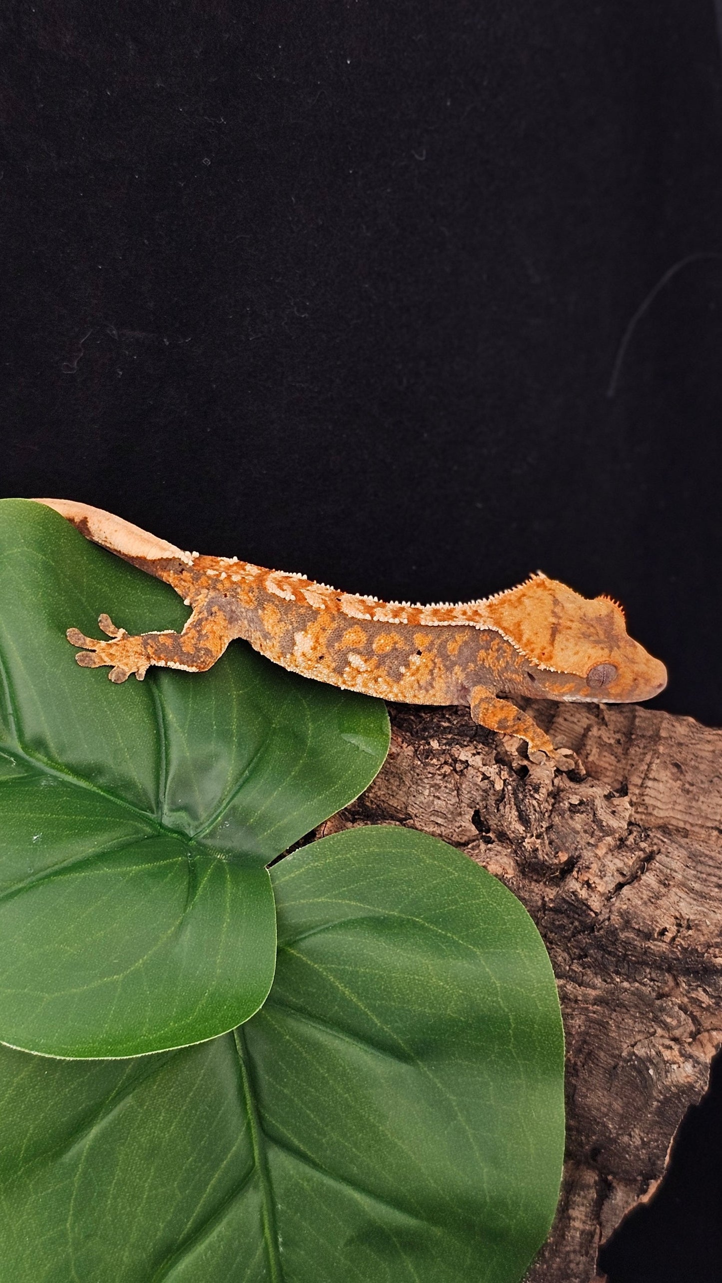 Tri-Color Extreme Harlequin Crested Gecko _ Nebula