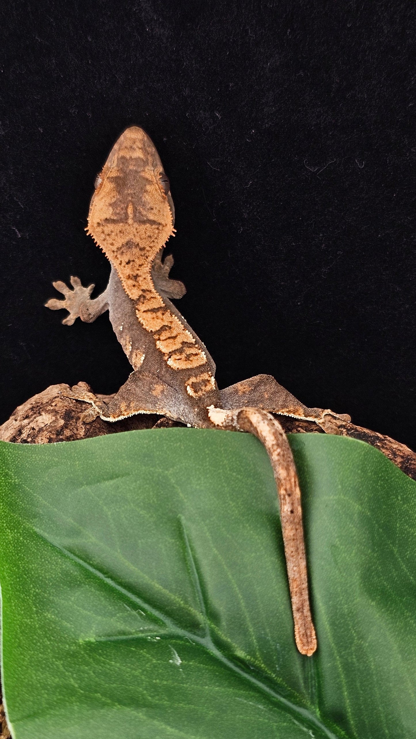 Harlequin Crested Gecko _ Apollo